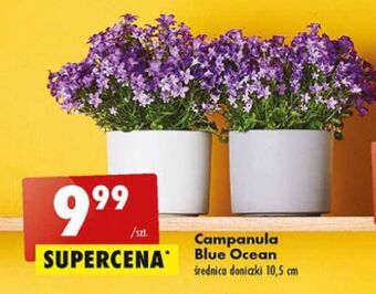 Biedronka Campanula blue ocean oferta