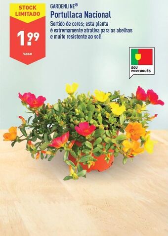 ALDI Plantas com flores promoção