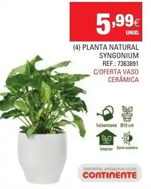 Continente (4) Planta Natural Syngonium promoção