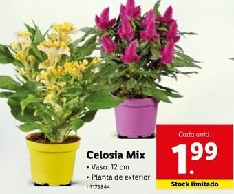 Lidl Plantas com flores promoção