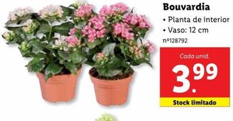 Lidl Plantas com flores promoção