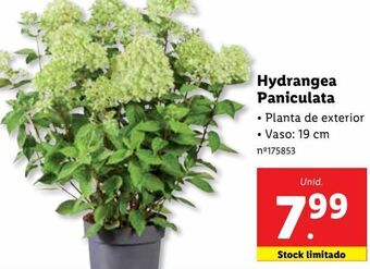 Lidl Plantas com flores promoção