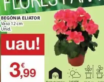 Begónia Eliator Vaso 12cm