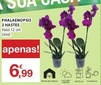 E.Leclerc Phalaenopsis 2 Hastes Vaso 12cm promoção