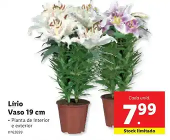 Lidl Lírio Vaso 19cm promoção