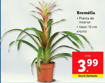 Lidl Plantas promoção