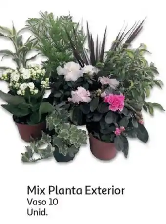 Auchan Mix Planta Exterior promoção