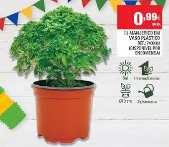 Continente Manjerico em Vaso Plástico promoção