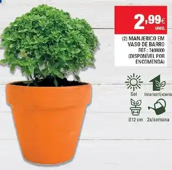 Continente Manjerico em Vaso de Barro promoção