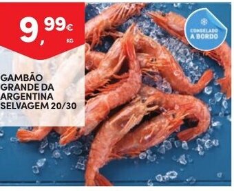 Continente Gambao Grande da Argentina Selvagem 20/3 promoção