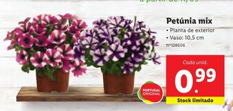 Petúnia Mix 10,5cm