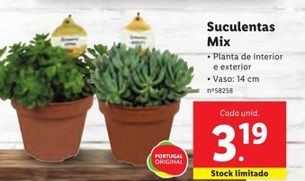 Lidl Suculentas Mix 14cm promoção