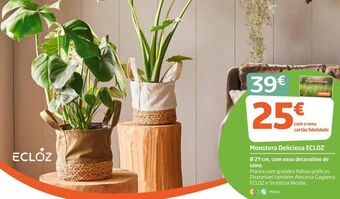 Jardiland Plantas promoção