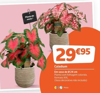 Plantas