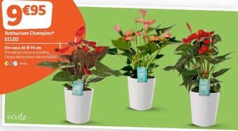 Jardiland Plantas promoção