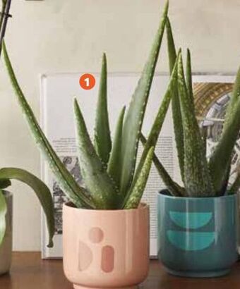 Jardiland Plantas promoção