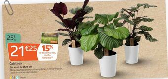 Jardiland Plantas promoção