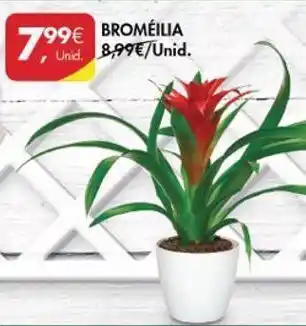 Plantas com flores