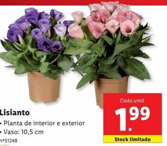 Lidl Plantas com flores promoção