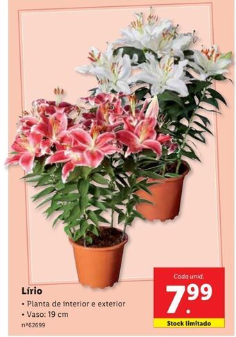Lidl Lírio promoção