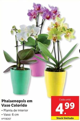 Lidl Plantas promoção