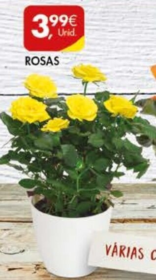 Pingo Doce Rosas promoção