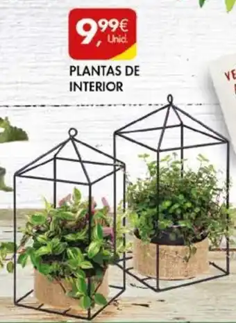 Pingo Doce Plantas de Interior promoção