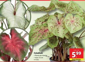 Lidl Plantas promoção