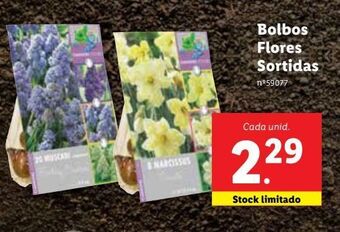 Lidl Sementes promoção