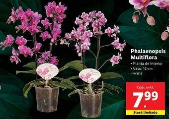 Lidl Plantas com flores promoção