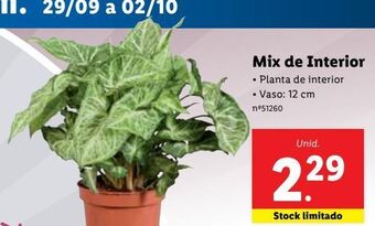 Lidl Plantas promoção