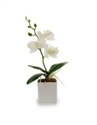 Orquidia branca vaso quadrado branco pequeno 15*8*27 - 55282