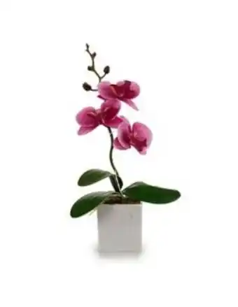 Orquidia rosa escuro vaso quadrado branco pequeno 15*8*27 - 55282