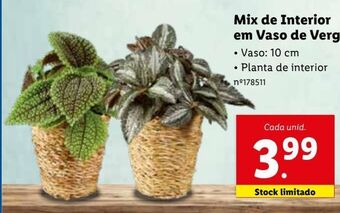 Lidl Plantas promoção