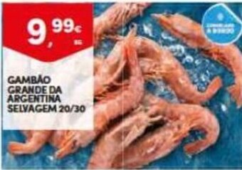 Continente Gambao Grande da Argentina Selvagem 20/30 promoção