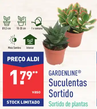 ALDI Suculentas Sortido promoção