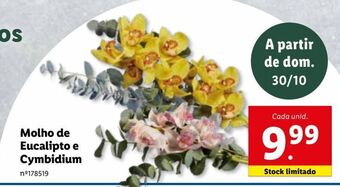 Lidl Plantas promoção