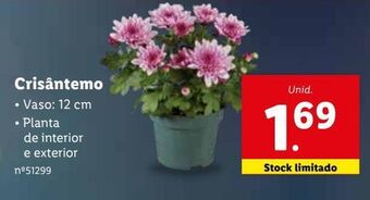 Lidl Plantas com flores promoção