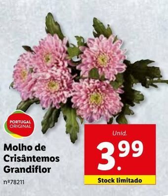 Lidl Plantas promoção