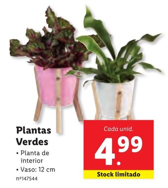 Lidl Plantas Verdes promoção