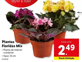 Lidl Plantas Floridas Mix 12cm promoção