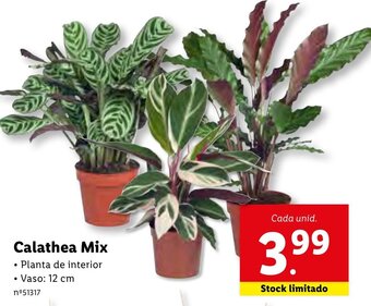 Lidl Calathea Mix 12cm promoção