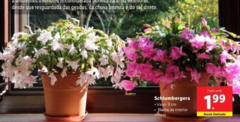 Lidl Plantas com flores promoção