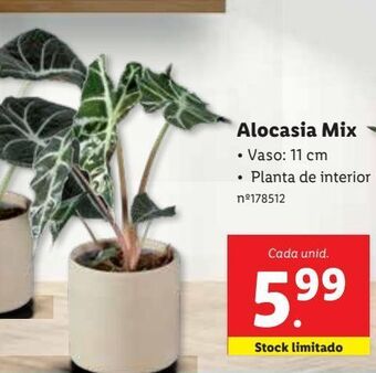 Plantas