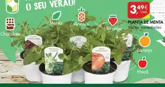 Pingo Doce Planta de Menta promoção