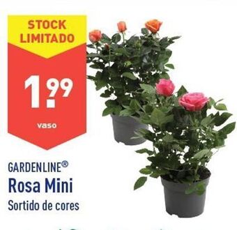 ALDI Rosa promoção