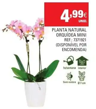 Continente Planta Natural Orquídea Mini Ref: 7371921 promoção
