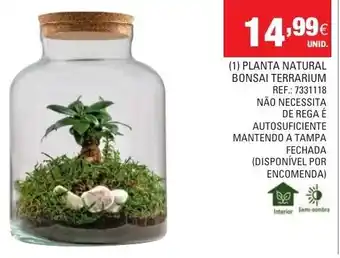 Continente (1) Planta Natural Bonsai Terrarium promoção