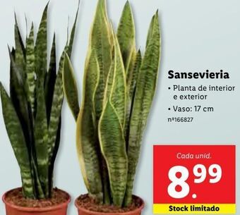 Lidl Plantas promoção
