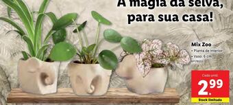 Lidl Plantas promoção
